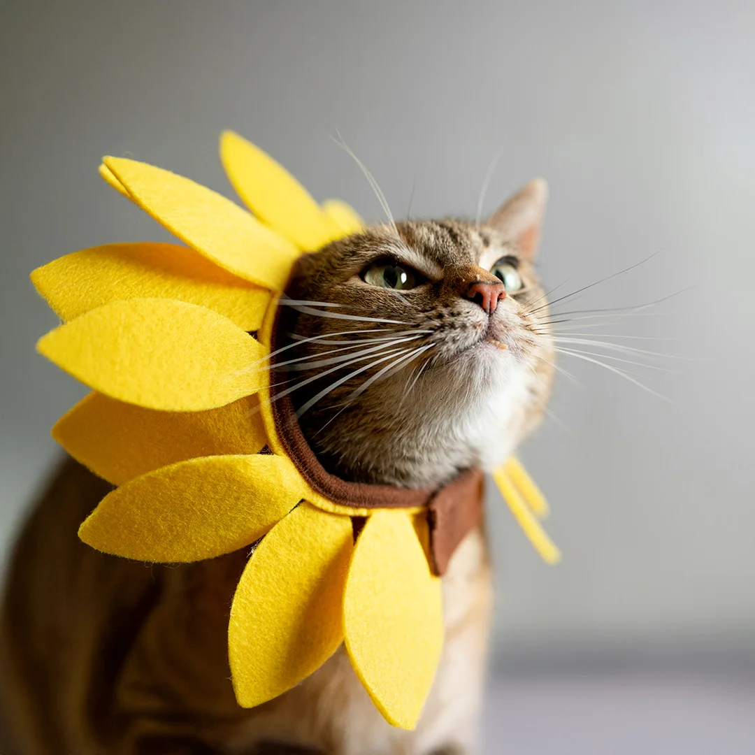 Close-up of a cat wearing a bright yellow sunflower cone with felt petals.
