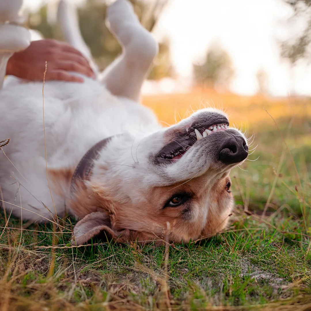 Close-up of a happy dog lying on its back in the grass with teeth showing and a hand petting its belly.