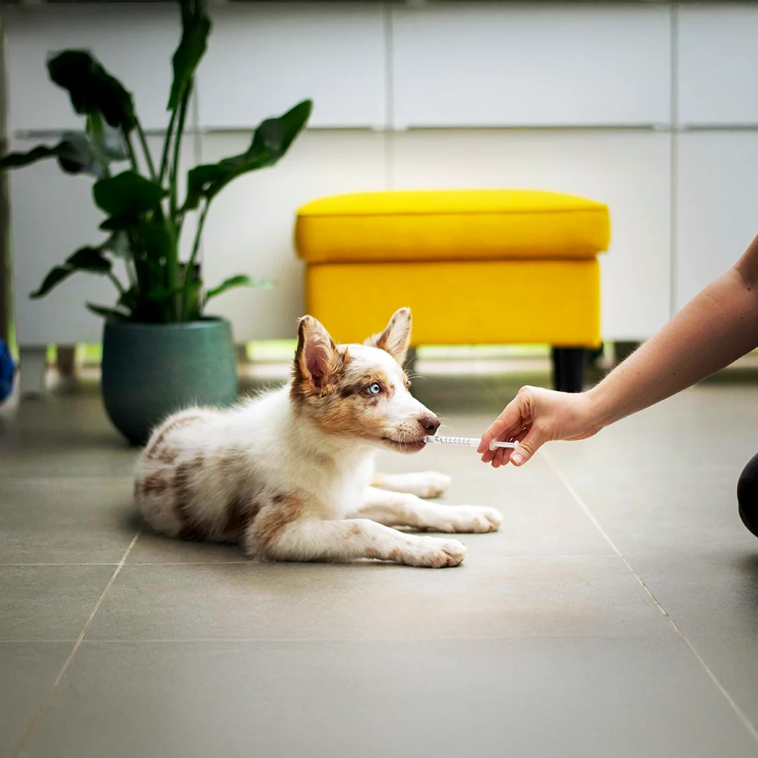 Brown and white puppy lying on the floor while a person gives it medication using a syringe.