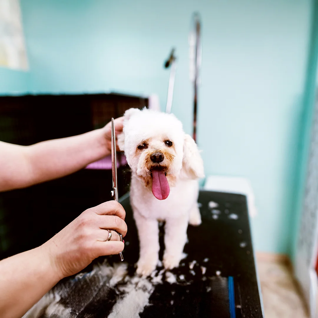 White poodle mix with tongue out being groomed with scissors on a grooming table.
