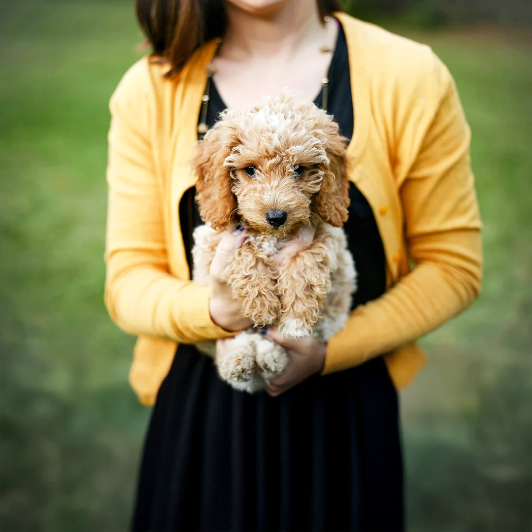 Small curly-haired tan puppy being held by a woman in a yellow sweater outside.