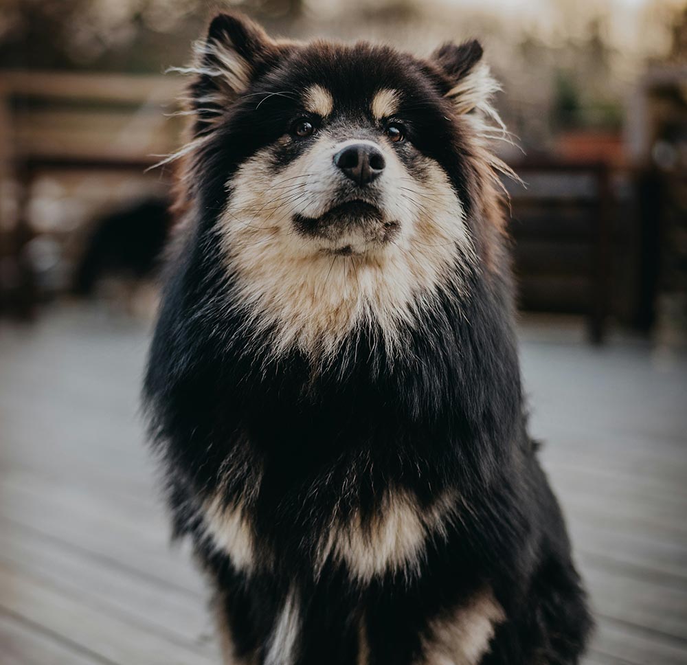 Finnish Lapphund standing portrait